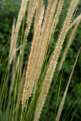 Ornamental grasses. Closeup view of Pennisetum orientale, also known as Fountain Grass, green leaves foliage and flowers blooming in autumn in the garden.