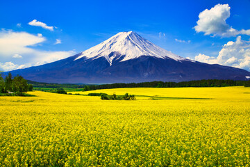 Fototapeta premium 菜の花畑と富士山合成