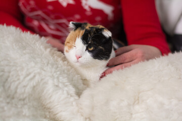 a woman holds a three-fat cat in her arms
