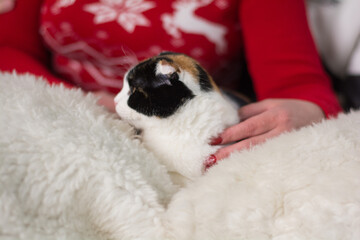 a woman holds a three-fat cat in her arms