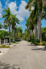 Quiet street in the middle of gated residences at Miami, Florida. Concrete road with plants and palm trees on the side at the front of the gates.