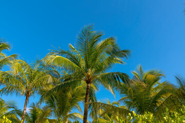 Fototapeta na wymiar Miami, Florida- Coconut trees against the clear blue sky at the background. Coconut trees during sunny day with vibrant green leaves and branches.