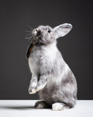 Fluffy gray rabbit stands on its hind legs. Pet with long ears on a dark gray background. Bunny studio shot 