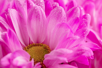 Macro of magenta chrysanthemum flower. Petals with drops of water and yellow center with pistils and stamens. Floral background. Selective focus