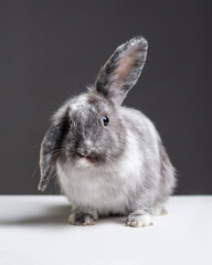 Fluffy gray rabbit with one ear up and one ear down. Pet with long ears on a dark gray background. Bunny studio shot 