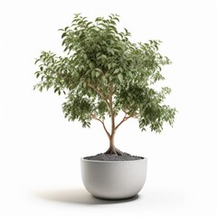 Bonsai plant, miniature tree, pruning, bonsai soil, bonsai care, bonsai art, bonsai techniques, bonsai display, bonsai wire. GENERATIVE AI