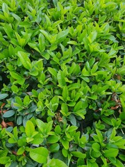 green leaves background