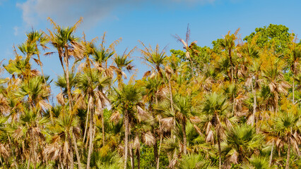 Everglades National Park in Florida