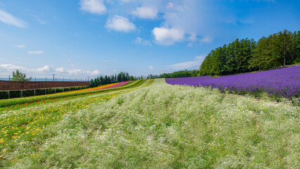 Fototapeta na wymiar Lavender and Colorful Flower Garden in summer at Tomita Farm, Hokkaido, Japan