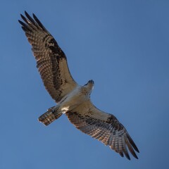 Osprey in Flight