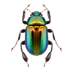 shiny green beetle , isolated on transparent background cutout , generative ai - obrazy, fototapety, plakaty
