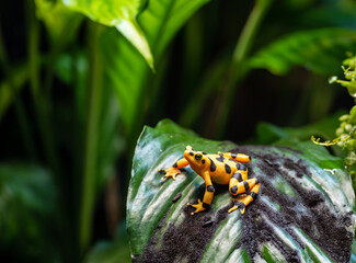 Panamanian Golden Frog on tropical leaf