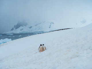Pair of Gentoo penguins with colony in distance