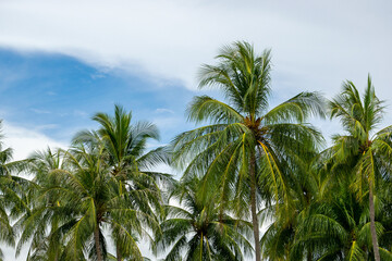 Row of palm trees on beach