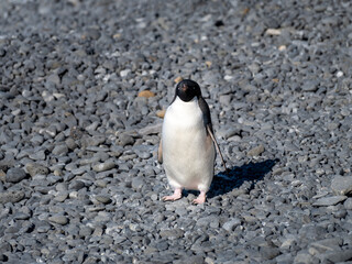 Adelie penguin on rocky beach