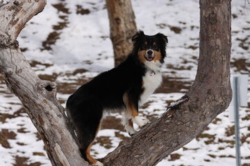 Australian Shepard posing on tree