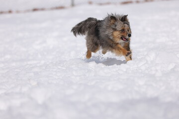 Mini Australian Shepard running through the snow, 