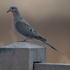 Mourning Dove