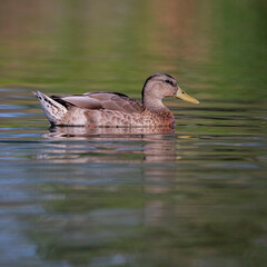 Fototapeta premium mallard duck in the water