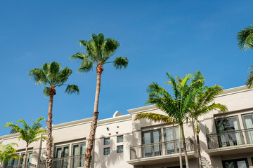 Palm trees near the railings of the balconies of a building at Miami, Florida. Apartment with gray steel railings and glass doors at the balconies against the sky background.