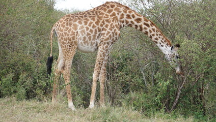 Naklejka na ściany i meble giraffe eating grass