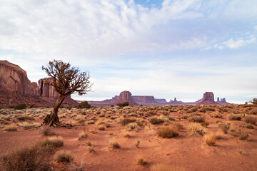 tree in the desert valley state