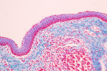 Adipose tissue human, Soft palate human, Bone human and Striated (skeletal) muscle human under the...
