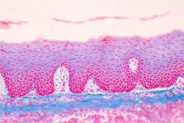 Adipose tissue human, Soft palate human, Bone human and Striated (skeletal) muscle human under the microscope in Lab. - obrazy, fototapety, plakaty