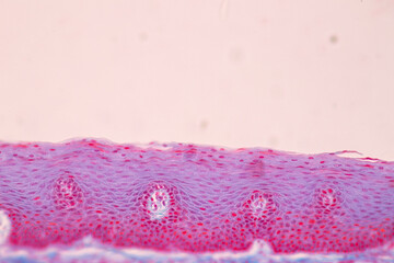 Adipose tissue human, Soft palate human, Bone human and Striated (skeletal) muscle human under the...
