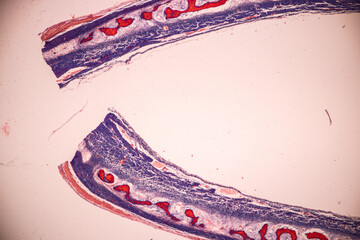Adipose tissue human, Soft palate human, Bone human and Striated (skeletal) muscle human under the...