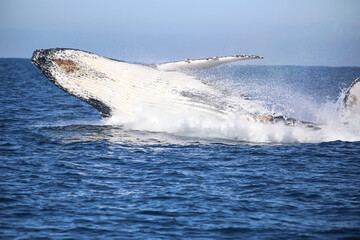 Fototapeta premium whale jumping out of the water