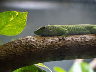 Gecko on branch