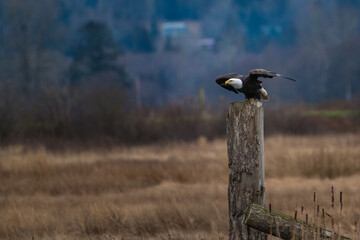 2023-02-09 BALD EAGLE TAKING FLIGHT OFF OA A WOODEN POST IN A OPEN FIELD WITH A BLURRY BACKGROUND IN BOW WASHINGTON