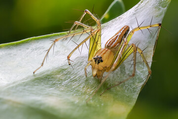 Beautiful natural scene macro shots of common insects and animals.