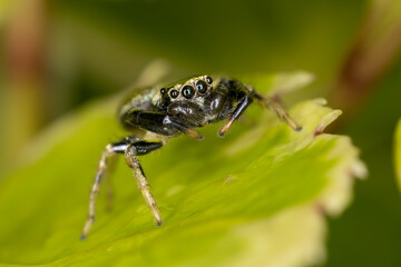 Fototapeta premium Beautiful natural scene macro shots of common insects and animals.