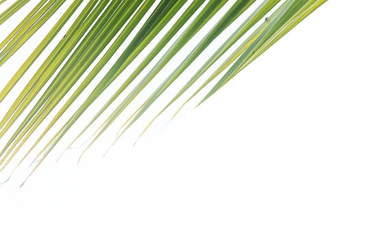Palm leaves on white background. Tropical green leaf pattern of palm tree on white backgrounds. Natural backgrounds with copy space.