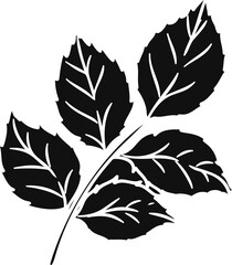 Burgundy iceberg rose png.Beautiful flower on transparent background.