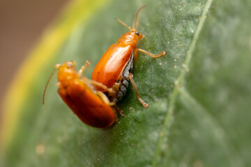 Beautiful natural scene macro shots of common insects and animals.