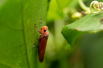 Beautiful natural scene macro shots of common insects and animals.