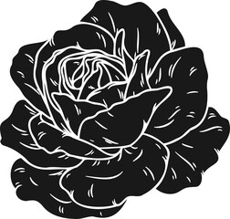 Burgundy iceberg rose png.Beautiful flower on transparent background.