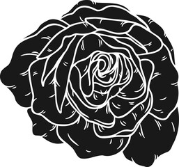 Burgundy iceberg rose png.Beautiful flower on transparent background.