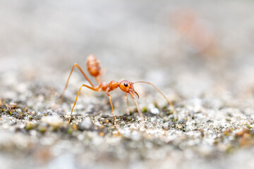 Beautiful natural scene macro shots of common insects and animals.