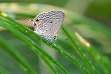 Beautiful natural scene macro shots of common insects and animals.