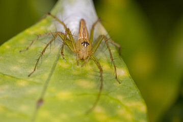 Beautiful natural scene macro shots of common insects and animals.