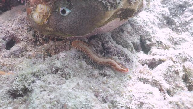 bearded fireworm slowly crawling over sandy sea floor bottom underwater looking like a sea caterpillar