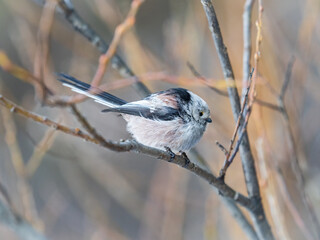 European long-tailed tit, latin name Aegithalos caudatus. A bird sitting on a branch in a deciduous forest.