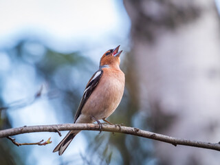 Common chaffinch, Fringilla coelebs, sits on a tree. Common chaffinch in wildlife.
