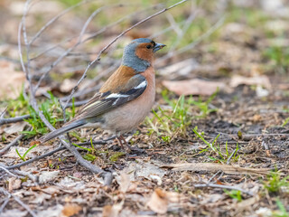 Common chaffinch, Fringilla coelebs, sits on a green lawn in spring. Common chaffinch in wildlife.
