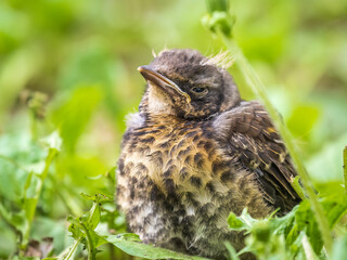 A fieldfare chick, Turdus pilaris, has left the nest and sitting on the spring lawn. A fieldfare chick sits on the ground and waits for food from its parents.
