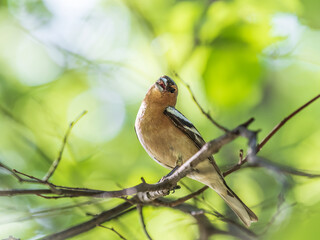 Common chaffinch, Fringilla coelebs, sits on a branch in spring on green background. Common chaffinch in wildlife.
